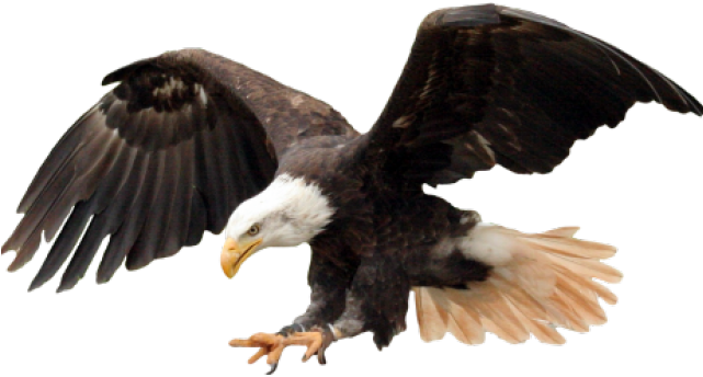 Bald Eagle Png Transparent Images - Travis Scott Off White (640x480), Png Download