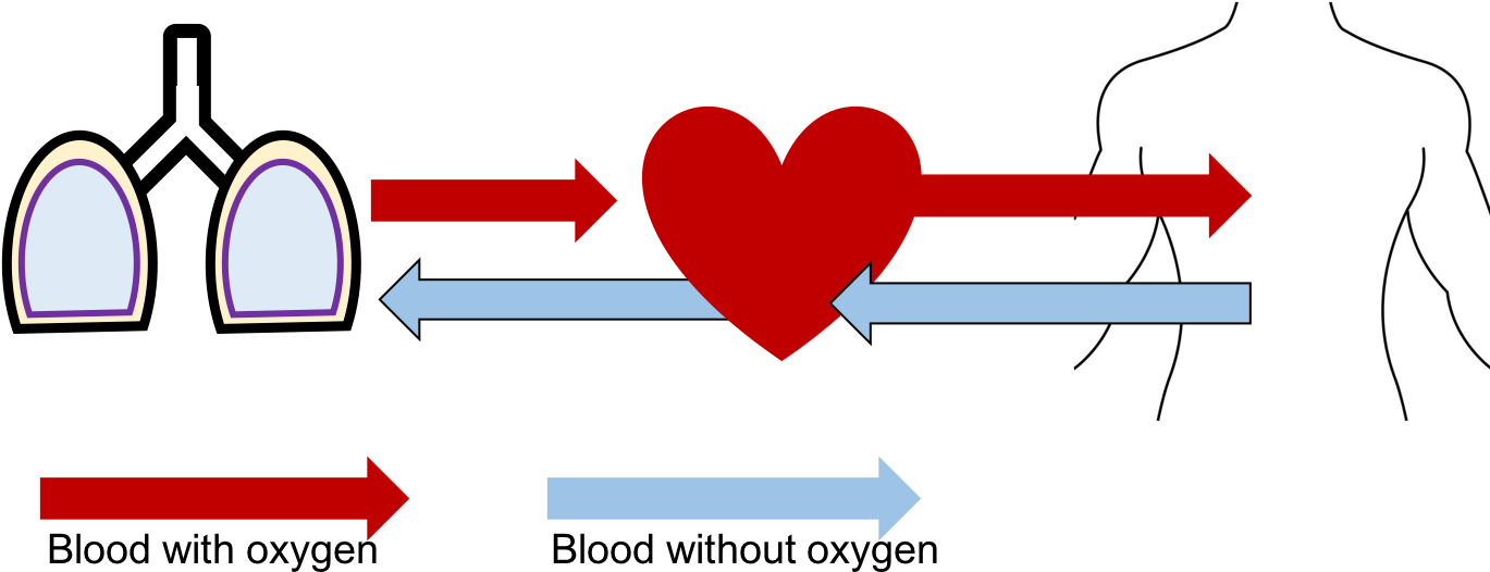 Circulation (1370x547), Png Download