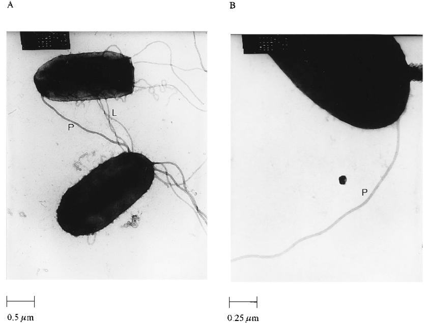 Transmission Electron Micrographs Of Plate Grown Wild - Flower Beetles (850x636), Png Download