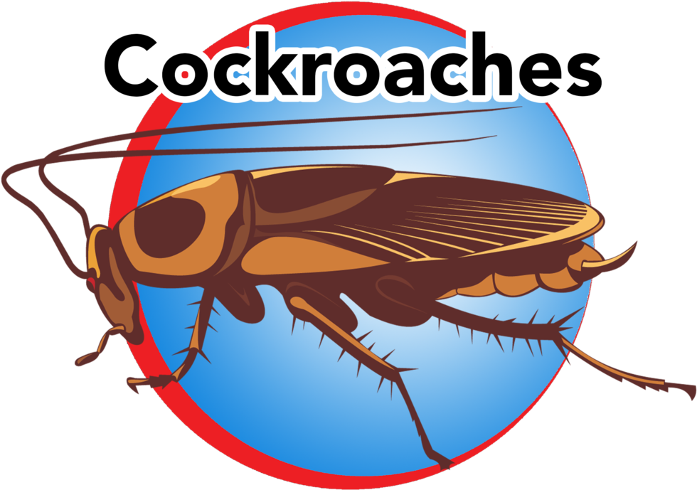 Cockroaches Blue Button - Vector Graphics (1000x714), Png Download