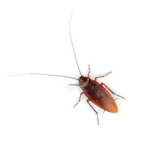Fancy Halloween Party Decorative Horror Bug Cockroach (667x497), Png Download