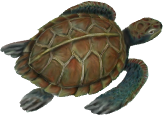 Sea Turtle - Wedding (519x346), Png Download
