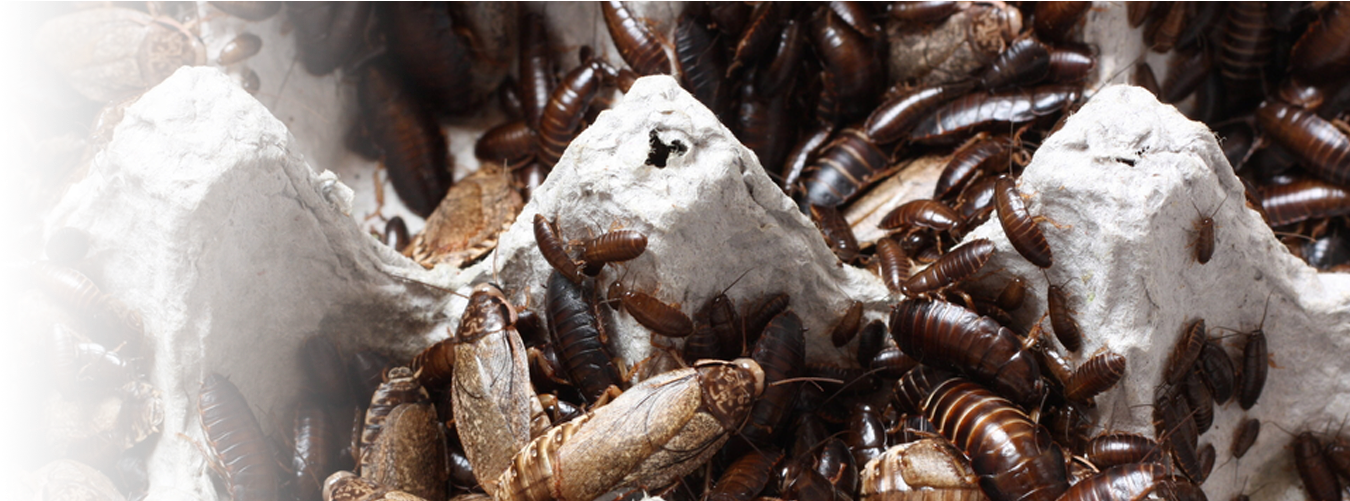 Roaches Will Nibble At Books And Food Packages - Firebrat (1404x500), Png Download