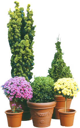 Potted Flowers And Plants - Flowerpot (290x465), Png Download