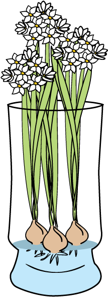 Paperwhites - Bloomaker, Inc. (600x600), Png Download