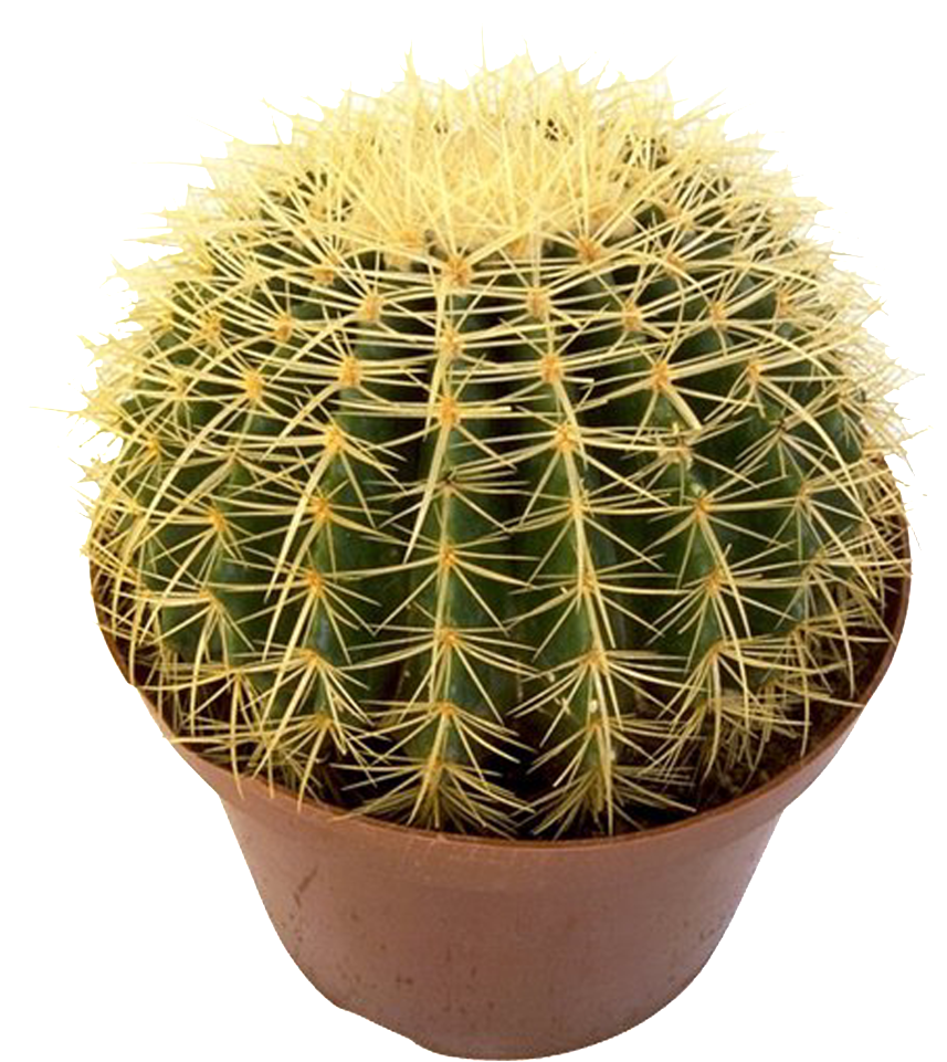 Prickly Pear Beautiful Potted Flower - Cactus (1024x1024), Png Download