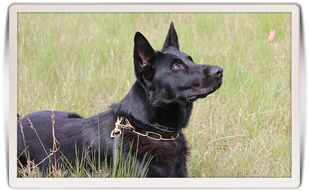 Jet Is Our Young Male And The First Completely Black - Dog (450x293), Png Download