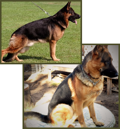 German Shepherds - German Shepherd (405x435), Png Download
