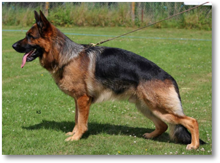 German Shepherd (469x352), Png Download
