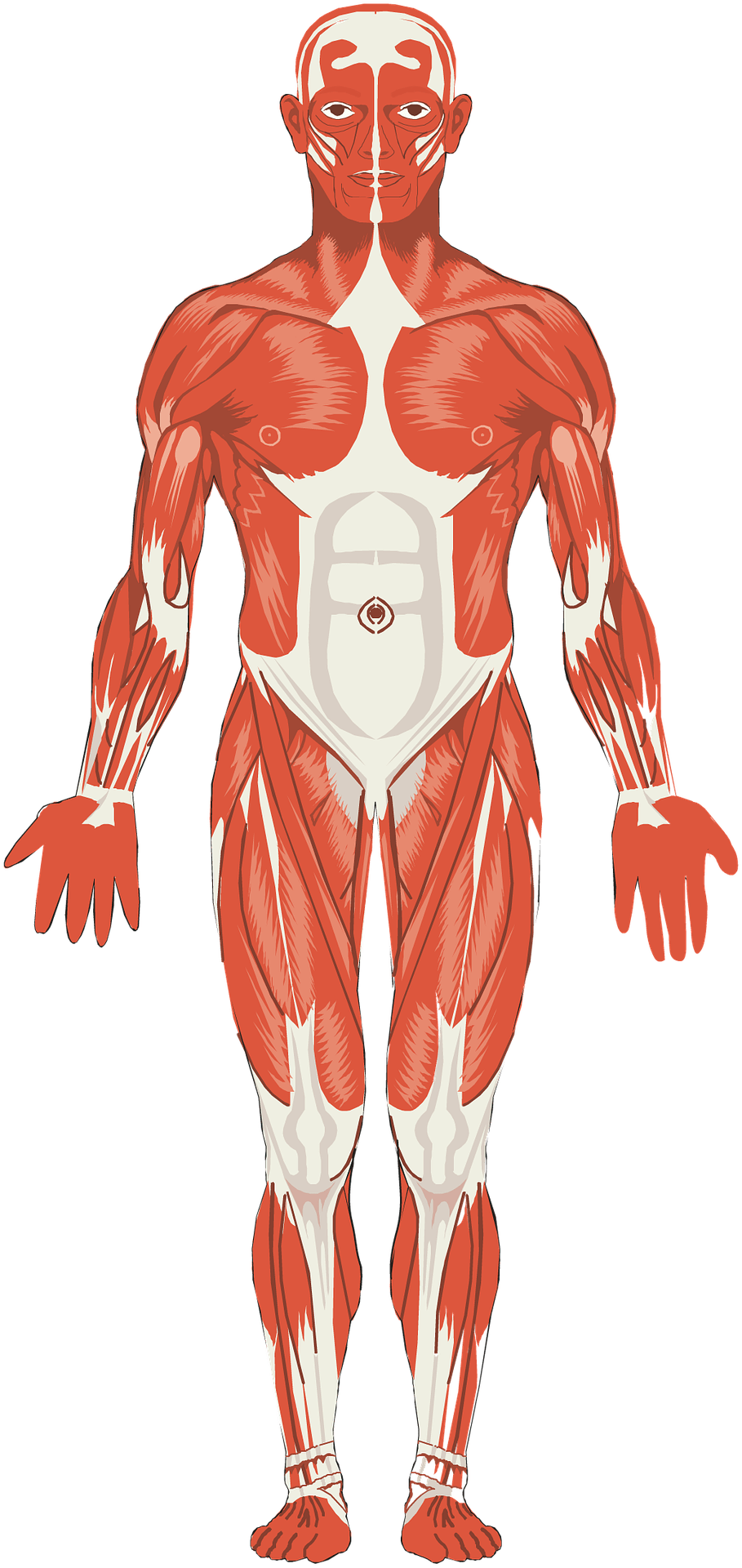 Musculature Png (909x1920), Png Download