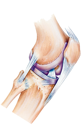 Musculoskeletal & Integumentary Systems - Muscukoskeletal Png (400x459), Png Download