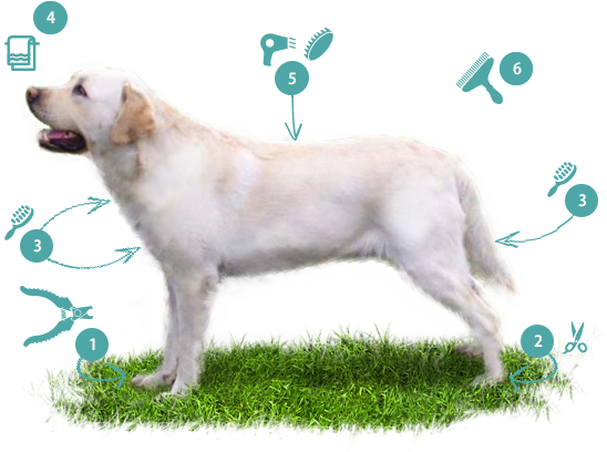 Labrador Retriever - Slovak Cuvac (563x448), Png Download