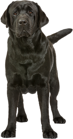 Ph Gr Ch Special Edition's Abdullah - Labrador Breeders In The Philippines (320x500), Png Download