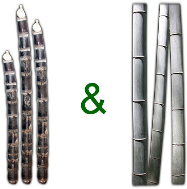 Click Here To See Sugarcane And Bamboo Album - Sugar Cane Coloring Page (500x400), Png Download