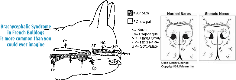 The Skull Bones Of Brachycephalic Dogs Are Shortened - French Bulldog Nose Anatomy (800x273), Png Download