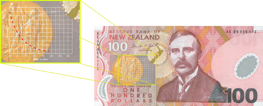 $100 New Zealand Dollar Note - New Zealand Dollar 100 (848x342), Png Download