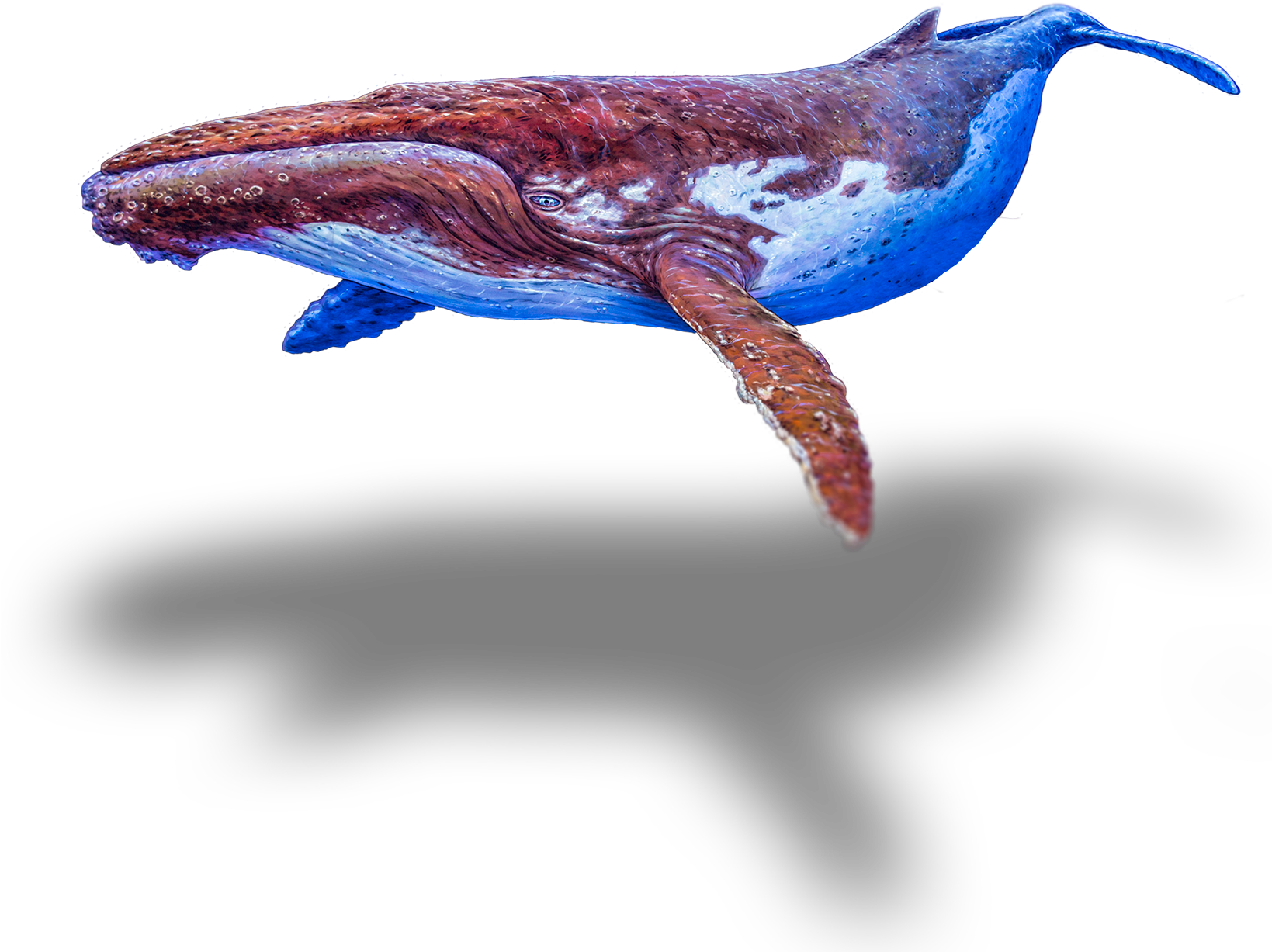 Seeking The Enchanted Forest - Wrasses (1638x1242), Png Download