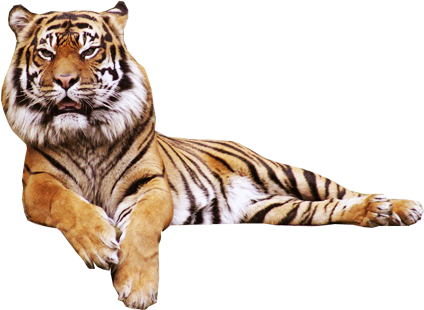 Tiger Transparent Tumblr - Tiger Transparent (434x322), Png Download