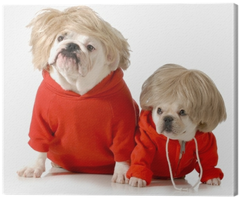 Poster: Cole's Cute Dogs Wearing Exercise Clothing (400x400), Png Download