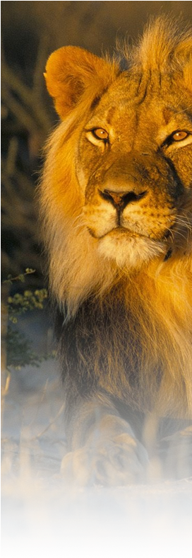 Clock: Heald's Lion Male, Kalahari Gemsbok, South Africa, (271x800), Png Download