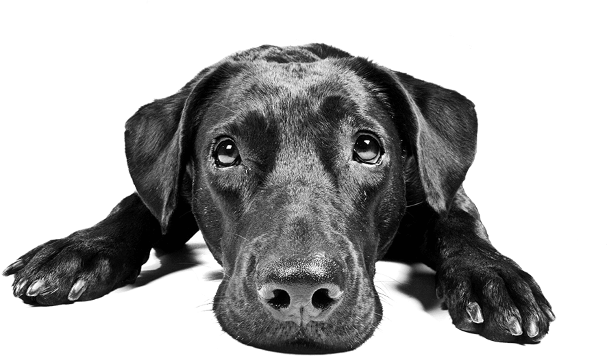 Black Dog Animal Transparent Png Image Pngriver Free - Sorry You Re Feeling Poorly (900x600), Png Download