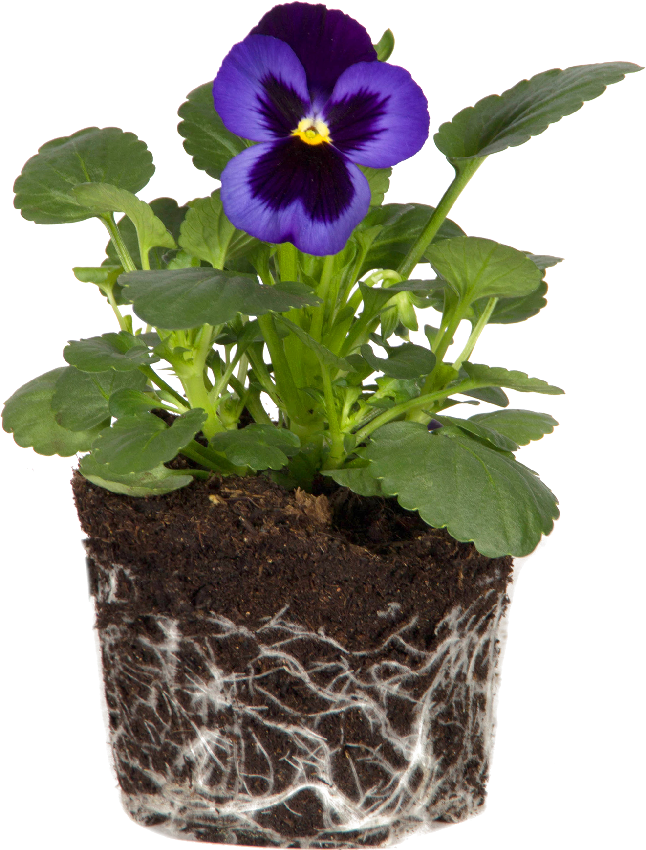 Violaceae (3206x3566), Png Download