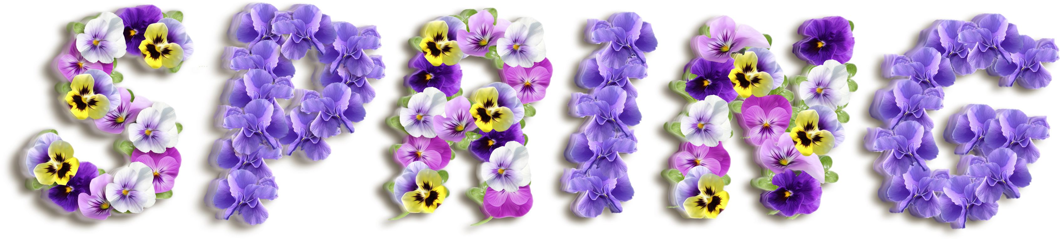 Purple Spring Clipart (3506x873), Png Download