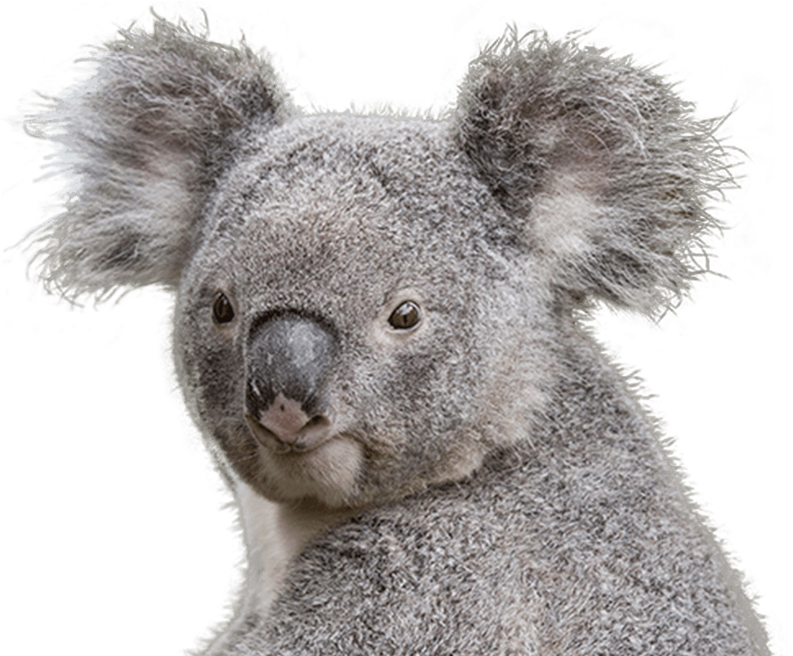 Koala Featured Min - Koala (1053x727), Png Download