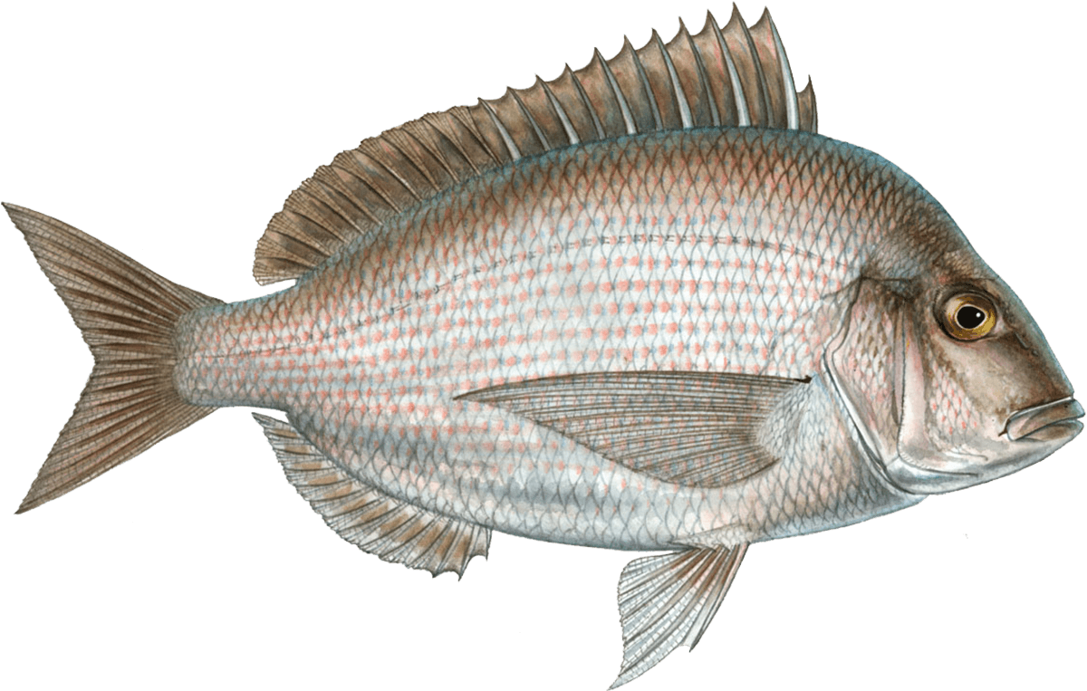 Scup (1200x763), Png Download