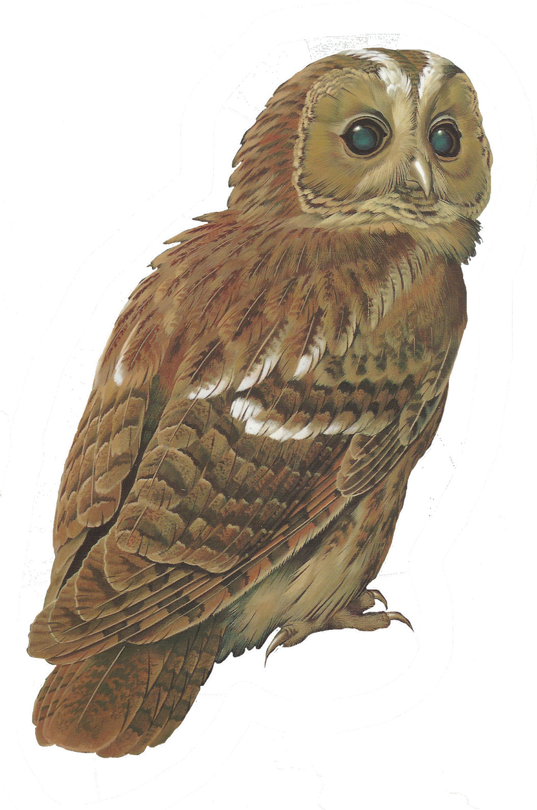 Barred Owl Clipart Tawny Owl - Tawny Owl Drawing Free (1054x1600), Png Download