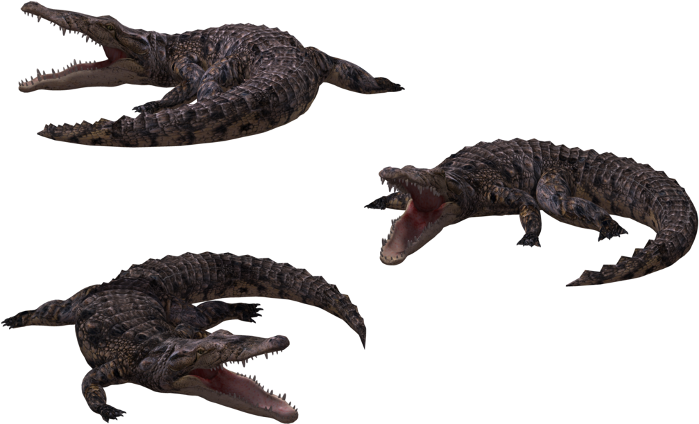 Image - Crocodile (1024x645), Png Download