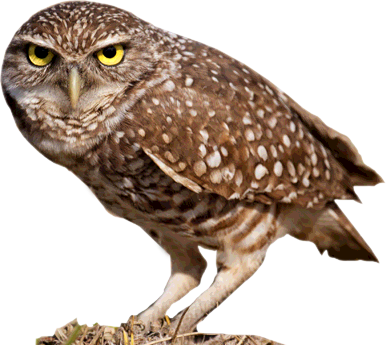Owl - Burrowing Owl (386x345), Png Download