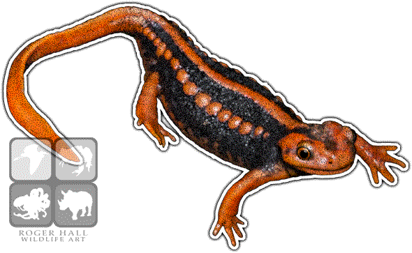 Emperor Newt Decal - Emperor Newt Throw Blanket (590x363), Png Download