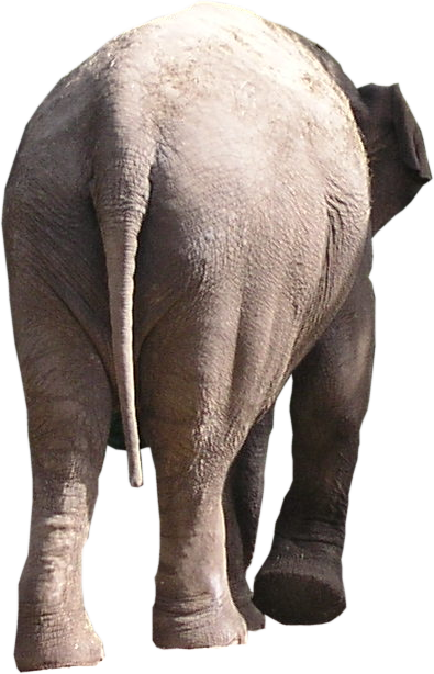 Elephant Behind Png - Portable Network Graphics (395x614), Png Download
