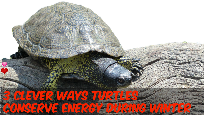 Turtles Saves Energy Using 3 Clever Ways - Photograph (780x439), Png Download