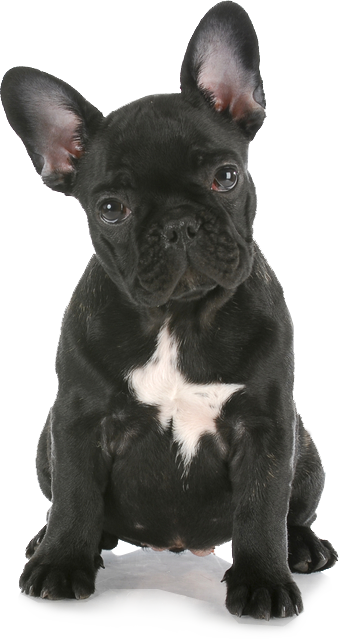 Pure Pet Shop French Bulldog Pup - French Bull Dog Puppys (339x639), Png Download