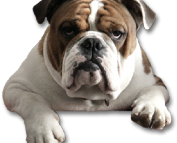 Bulldog Png Transparent Images - Transparent Bulldog Png (640x480), Png Download