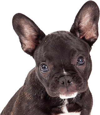 El Bulldog Francés - Husky Lab Mix (371x375), Png Download