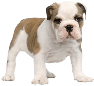 Criadores De Bulldogs Inglés - English Bulldog Puppy Png (358x384), Png Download