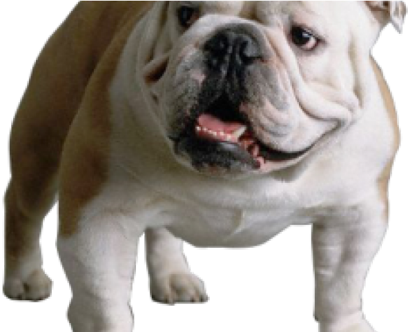 Bulldog Png Transparent Images - Bulldog (640x480), Png Download