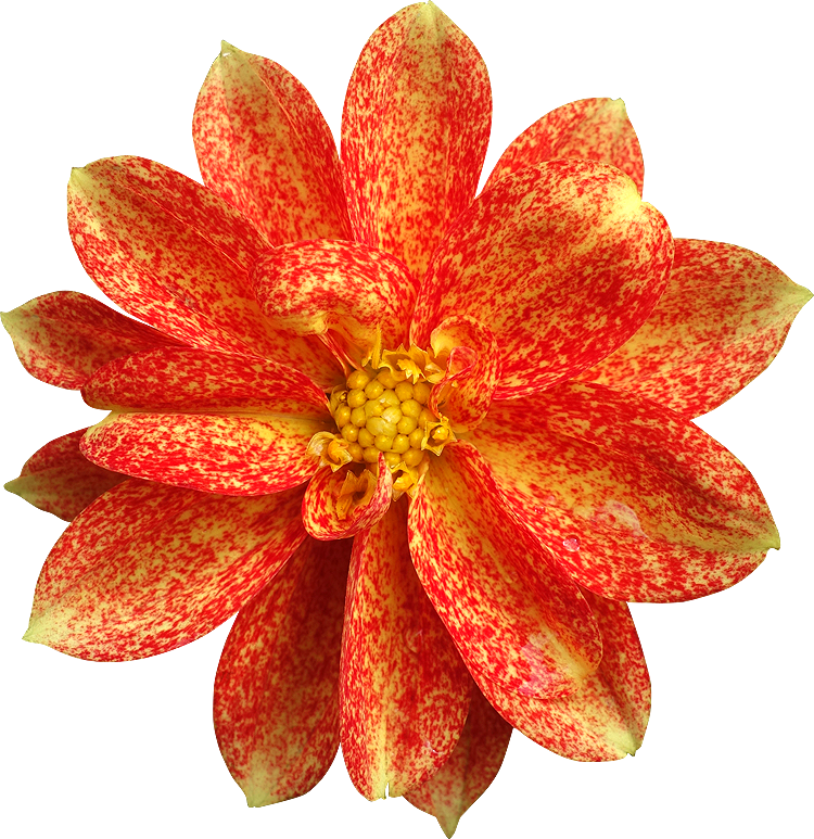 Very Very Beautiful Flowers - Artificial Flower (750x773), Png Download