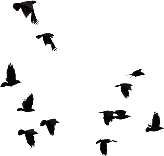 Download Hd New Birds Png Bird Cut Out Photoshop Transparent Png Image Nicepng Com