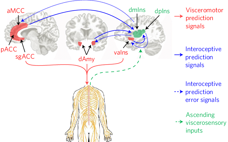 We Identified Key Visceromotor Cortical Regions That - Visceromotor Regions (727x453), Png Download