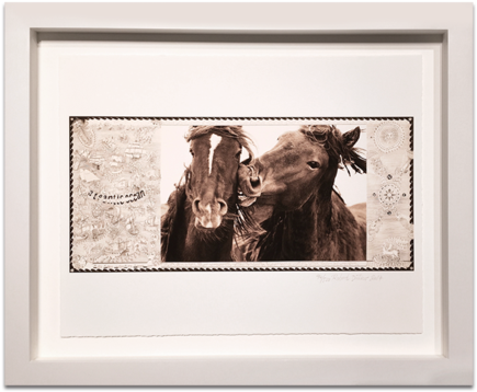 The Wild Horses Of Sable Island - Wild Horses Of Sable Island (549x476), Png Download