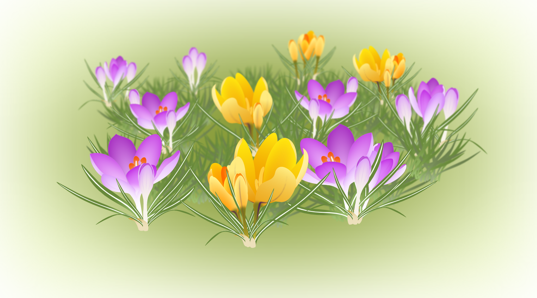 Spring Crocus (1800x1000), Png Download