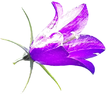 Free Yellow Crocus Photo - Bellflower (560x560), Png Download