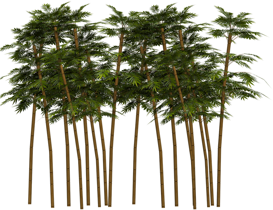 Bamboo, Plant, Wellness, Digital Art, Isolated - Bambu Png (960x720), Png Download