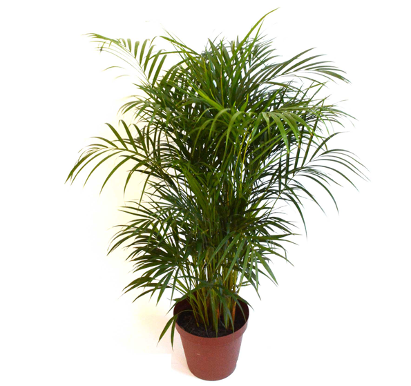 Areca Bamboo 30cm - House (1000x558), Png Download