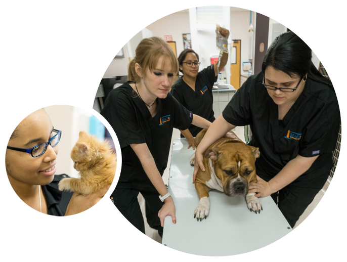 We're Open 24/7 For Emergencies - The Beacon Veterinary Associates (686x518), Png Download