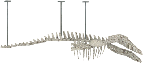 Whaleskeletonhanging - Wiki (480x480), Png Download